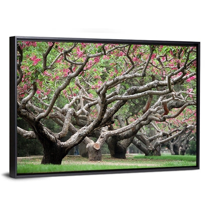 Peach Orchard in Bloom Wall Art
