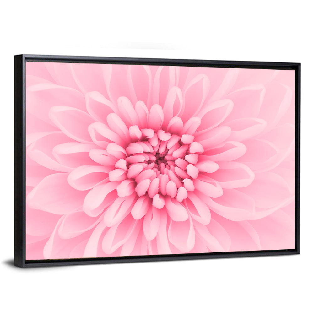 Pink Chrysanthemum Close-up Wall Art