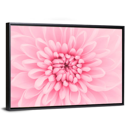 Pink Chrysanthemum Close-up Wall Art