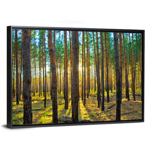 Scots Pine Forest Wall Art