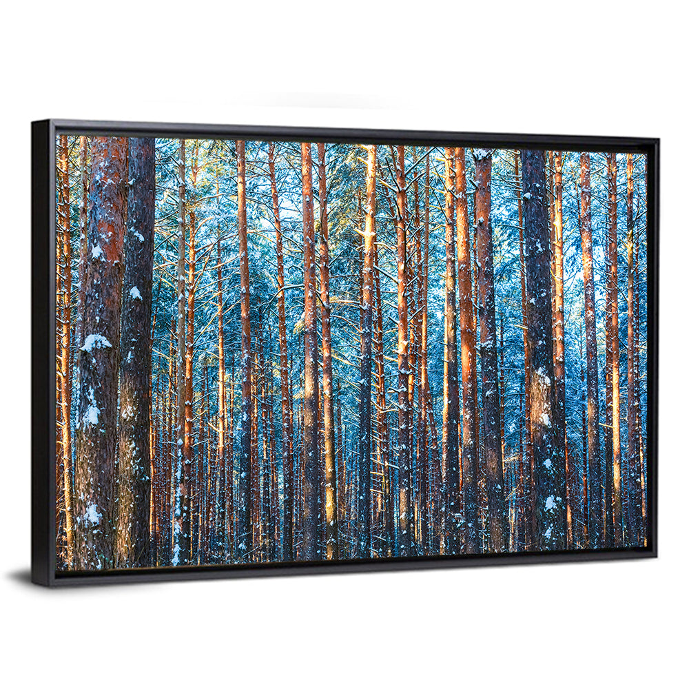 Golden Hour Winter Pine Forest Wall Art