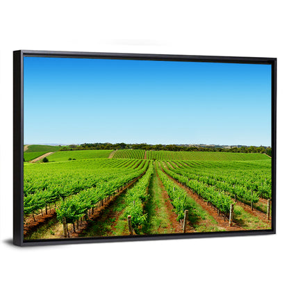 Sunlit Vineyard Rows Wall Art