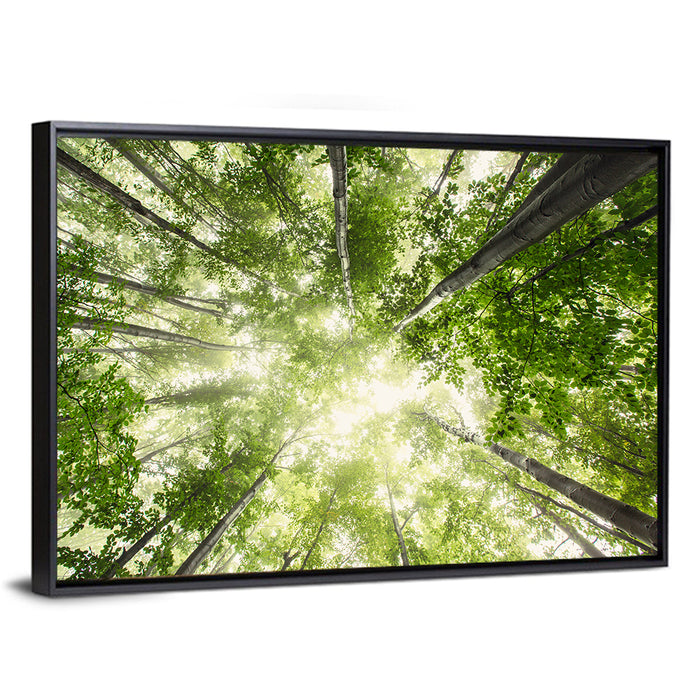 Spring Canopy in Morning Mist Wall Art as a framed canvas