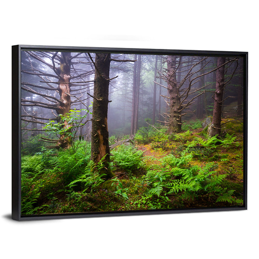 Misty Spruce-fir Trail Wall Art