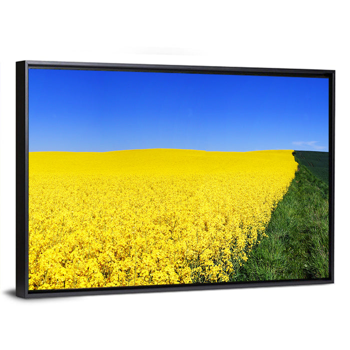Sunlit Rapeseed Field Wall Art as a framed canvas