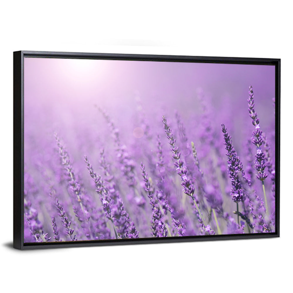 Sunlit Lavender Field Wall Art