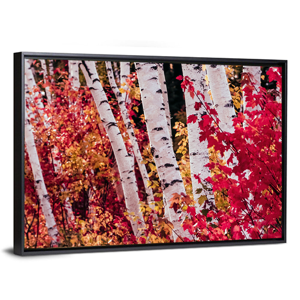 Autumn Birches with Crimson Maples Wall Art