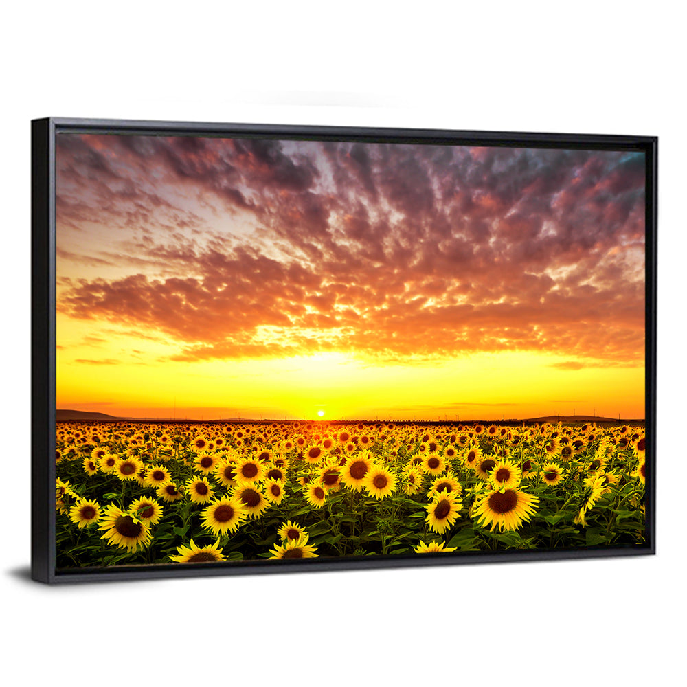 Sunflower Field Sunset Wall Art