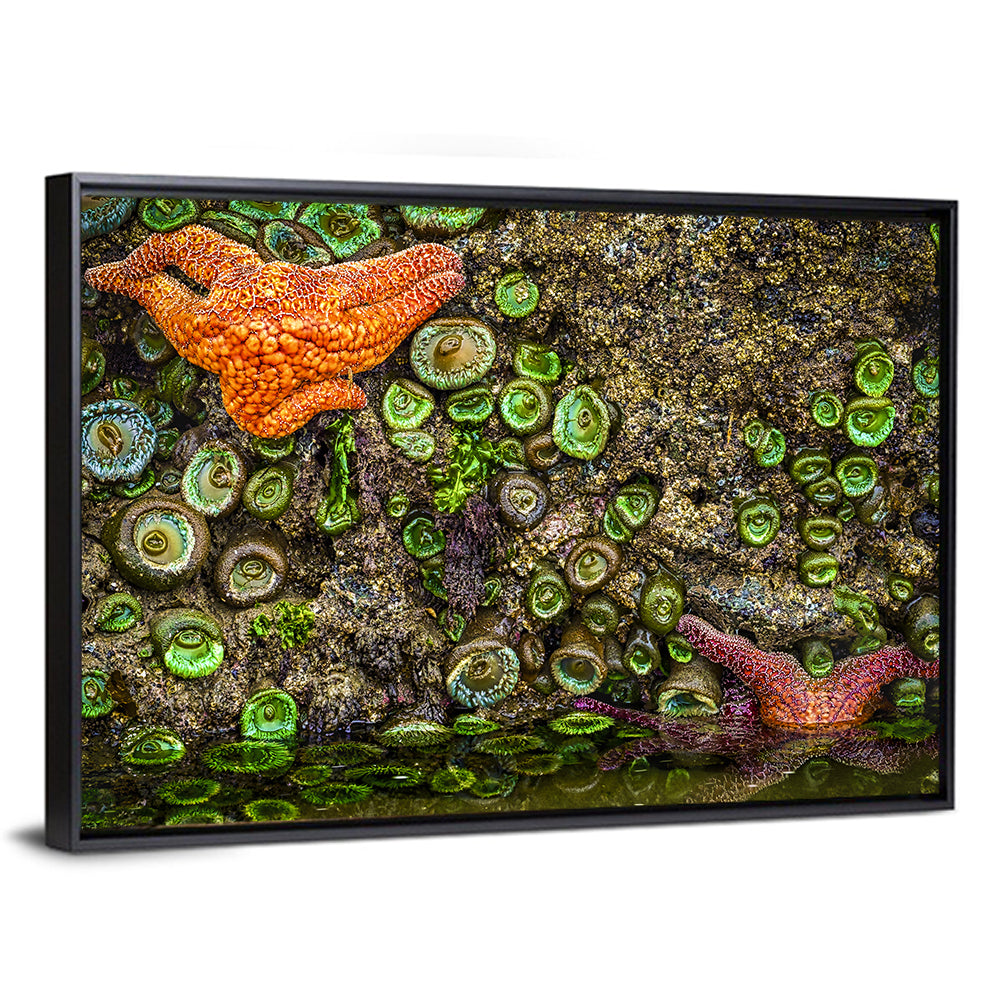 Orange Starfish Tide Pool Wall Art
