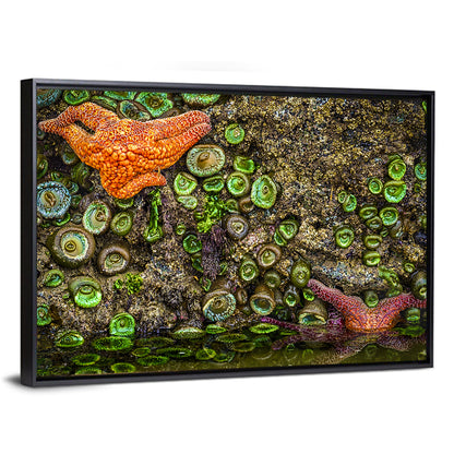 Orange Starfish Tide Pool Wall Art