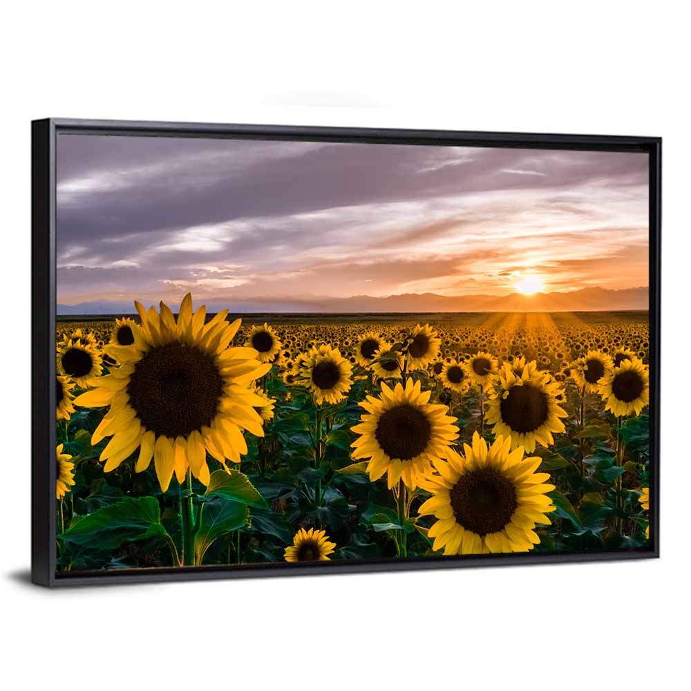 Sunflower Field at Sunset Wall Art