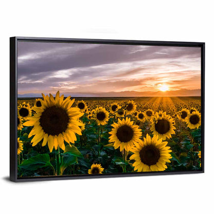 Sunflower Field at Sunset Wall Art