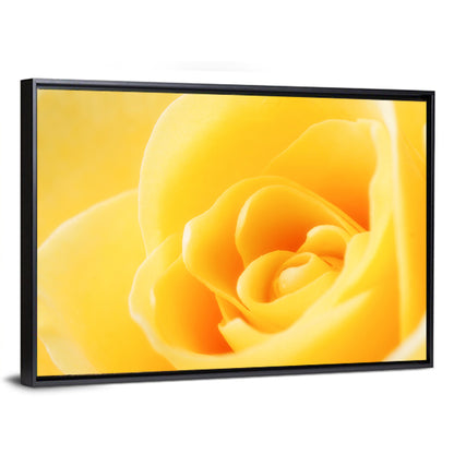 Soft-lit Yellow Rose Close-up Wall Art