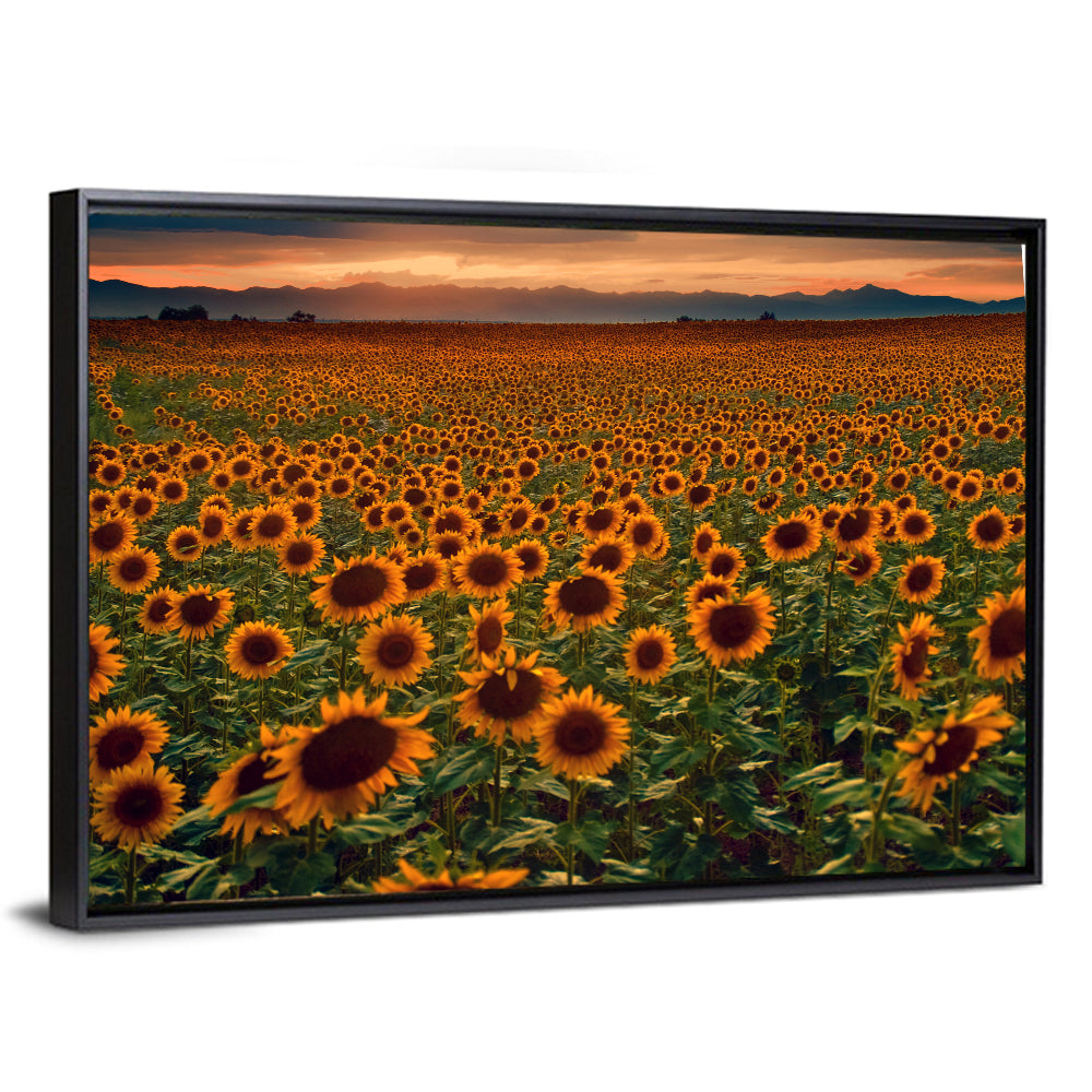 Colorado Sunflower Field at Sunset Wall Art