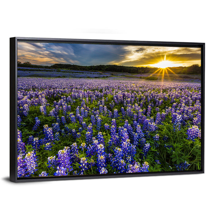 Texas Bluebonnet Field at Sunset Wall Art as a framed canvas