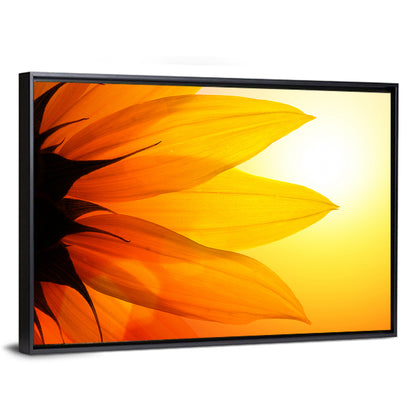 Backlit Sunflower Petals Wall Art