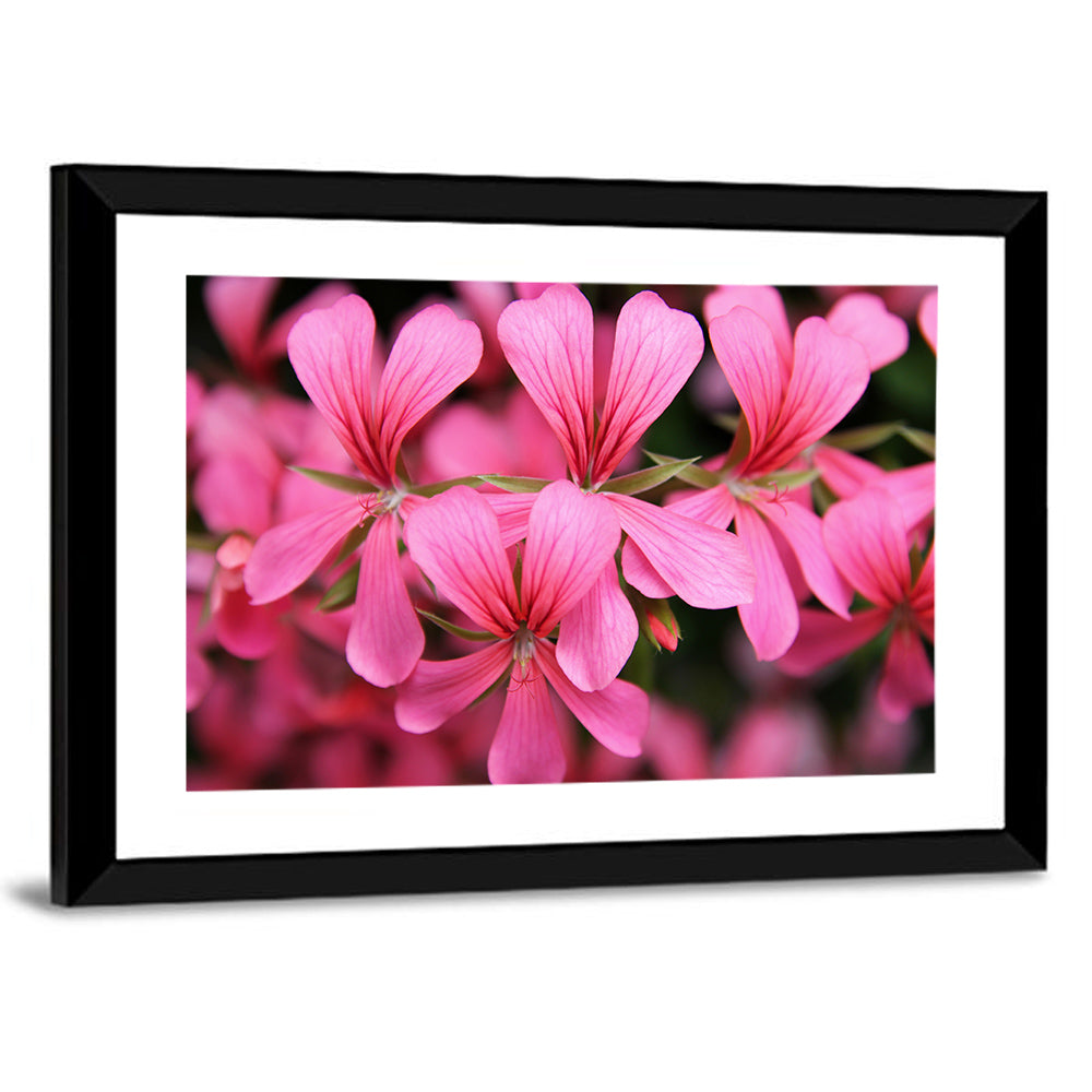 Pink Geranium Close Up Wall Art