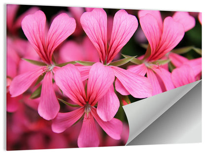 Pink Geranium Close Up Wall Art