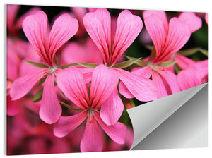 Geranium Flowers Wall Art