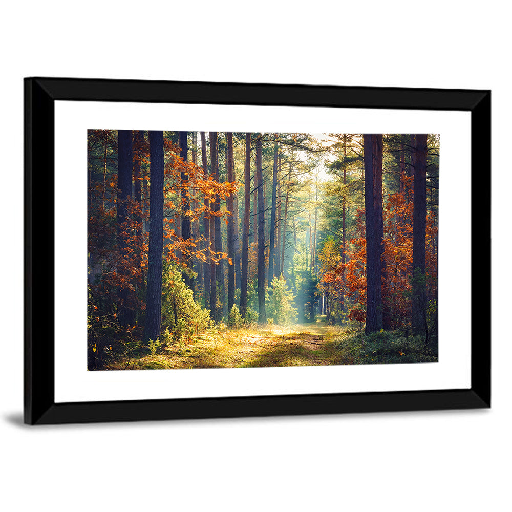 Sunlit Autumn Pine Forest Wall Art