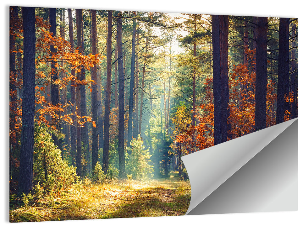 Sunlit Autumn Pine Forest Wall Art