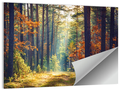 Sunlit Autumn Pine Forest Wall Art
