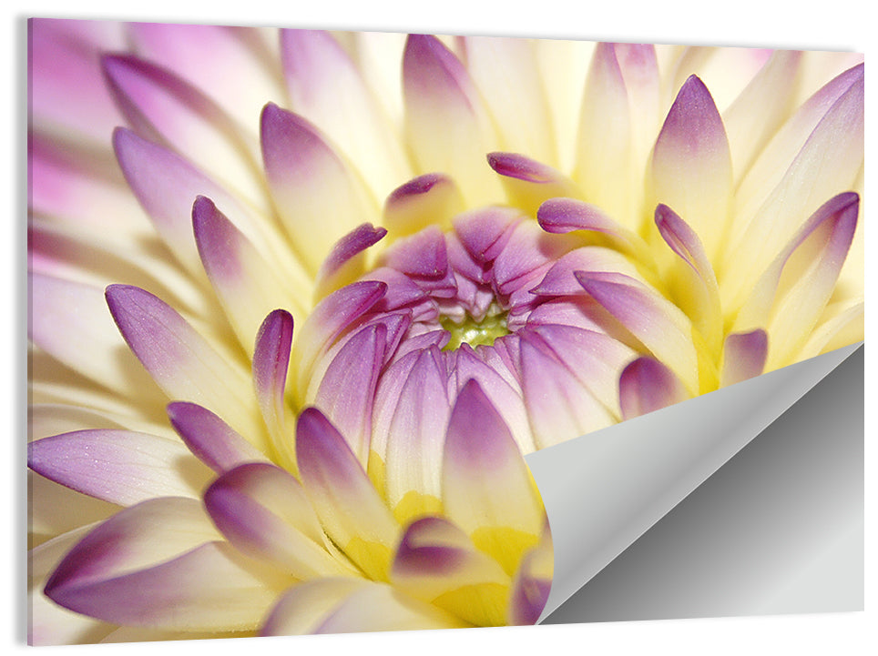Dahlia Macro Portrait Wall Art