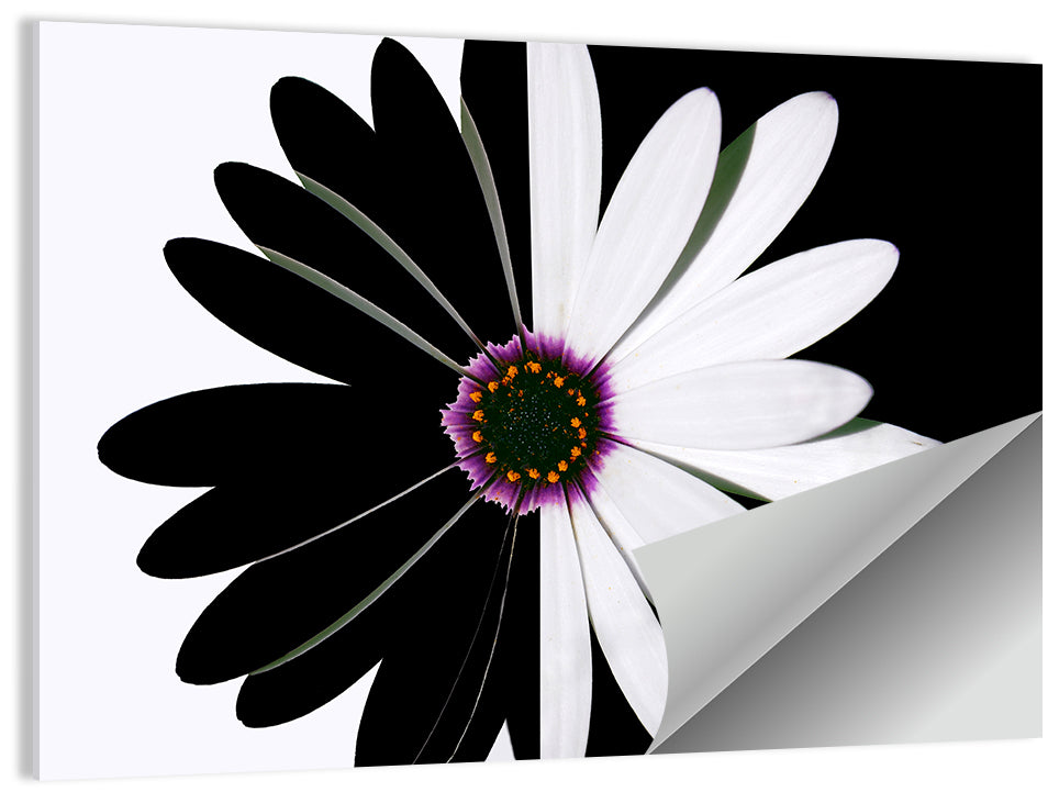 Black and White Daisy with Purple Ring Wall Art