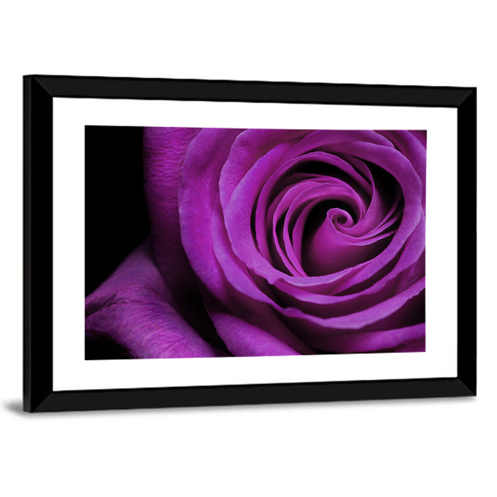 Purple Rose Close-up Wall Art as a framed print