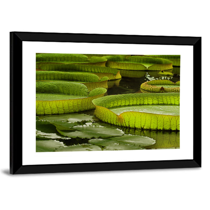 Giant Victoria Amazonica Lily Pads Wall Art as a framed print