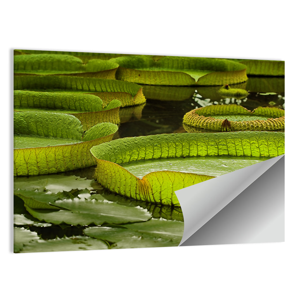 Giant Victoria Amazonica Lily Pads Wall Art