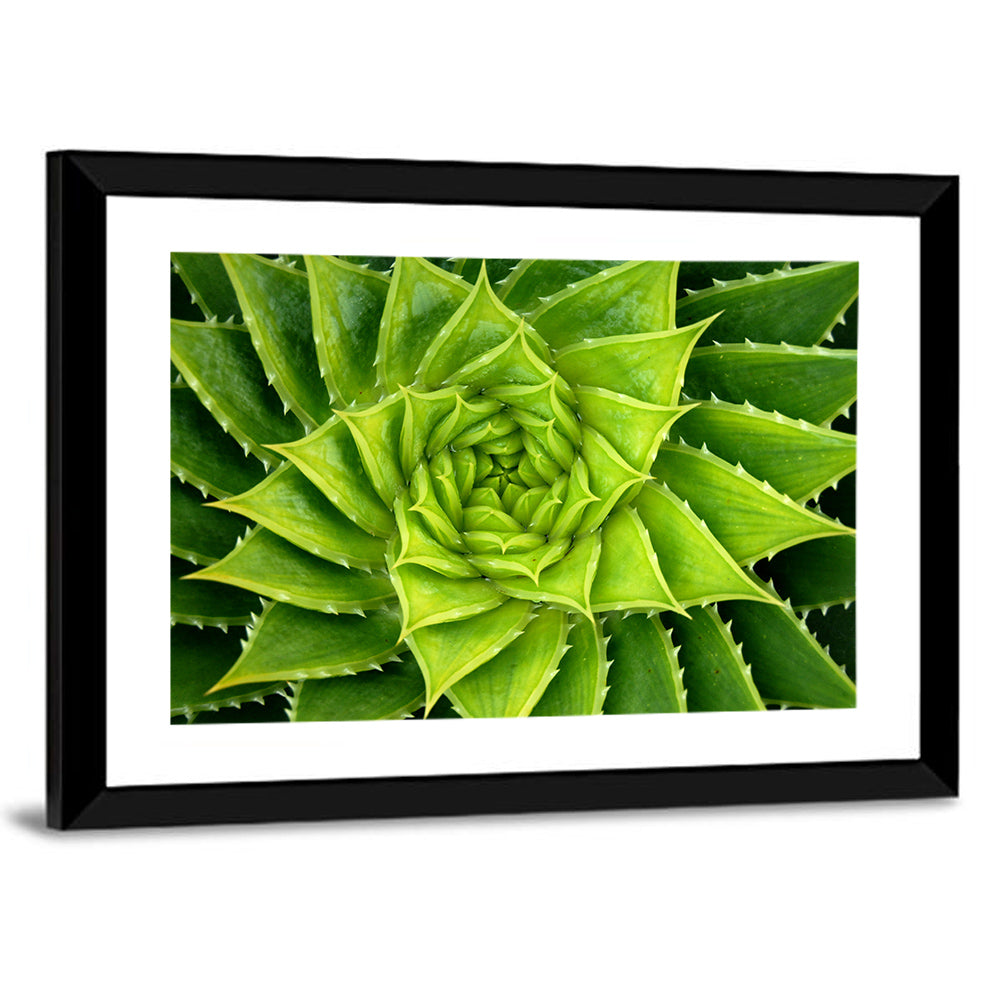 Spiral Aloe Succulent Wall Art