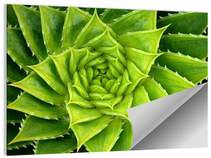 Spiral Aloe Succulent Wall Art