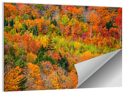 Vermont Autumn Mountain Forest Wall Art