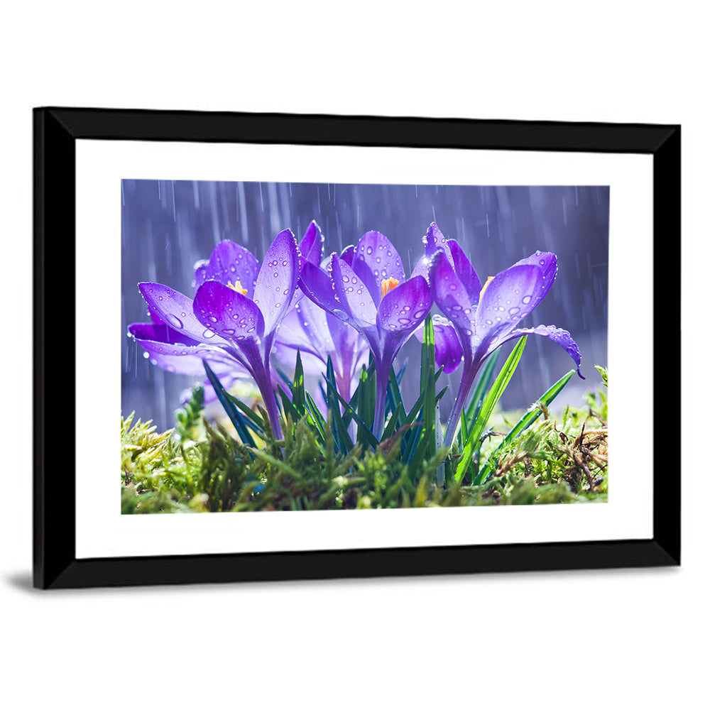 Rainy Purple Crocuses Wall Art