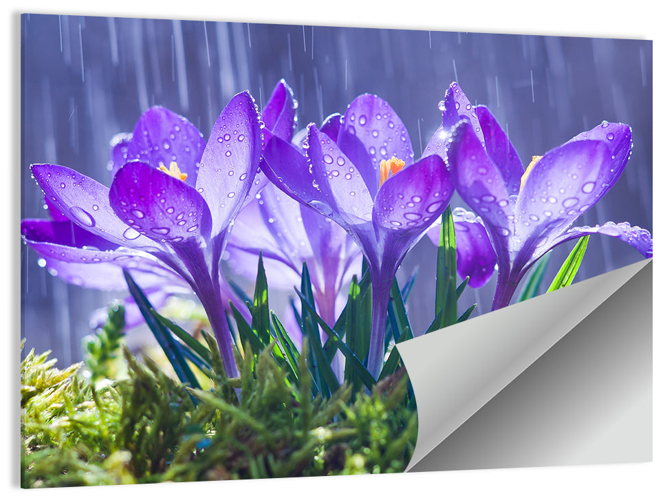 Rainy Purple Crocuses Wall Art