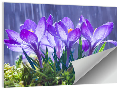 Rainy Purple Crocuses Wall Art