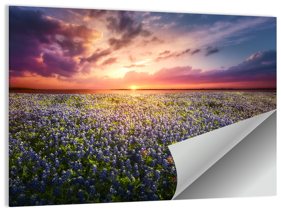 Texas Bluebonnet Sunset Wall Art