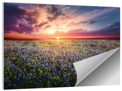 Texas Bluebonnet Sunset Wall Art