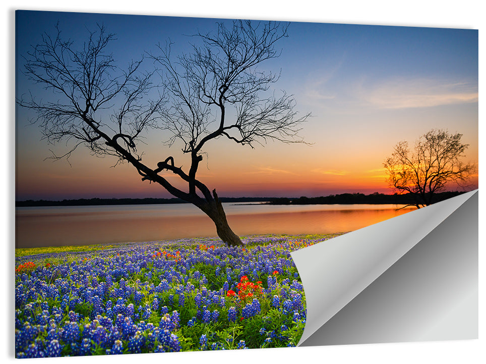 Texas Bluebonnet Sunset Wall Art