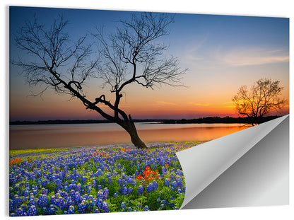 Texas Bluebonnet Sunset Wall Art