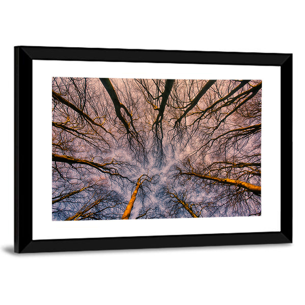 Misty Forest Canopy Wall Art