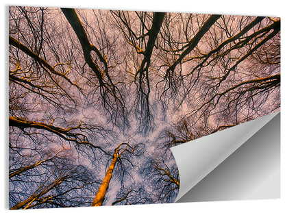 Misty Forest Canopy Wall Art