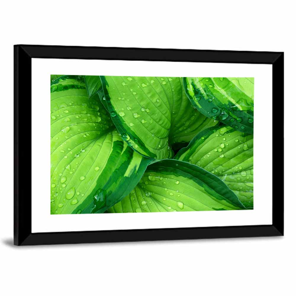 Dewy Hosta Leaves Wall Art