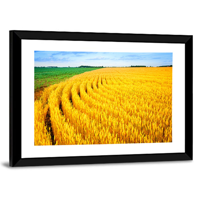 Summer Wheat Field with Curved Paths Wall Art as a framed print
