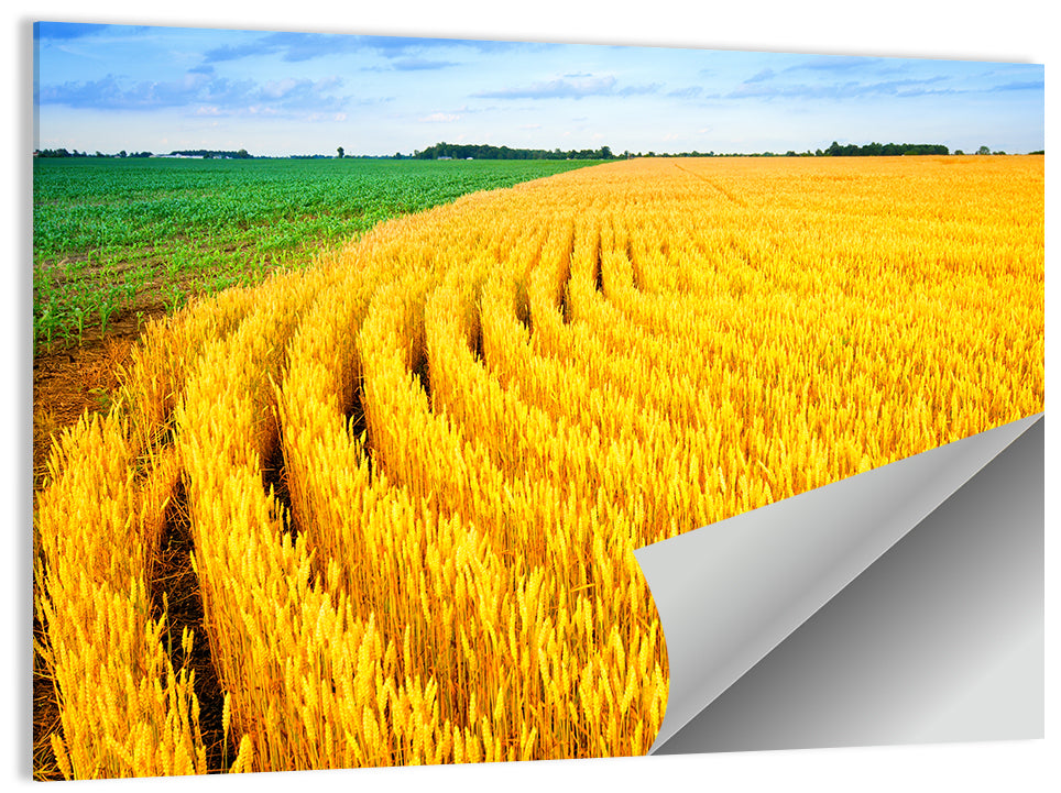 Summer Wheat Field with Curved Paths Wall Art