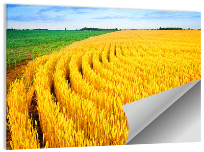 Summer Wheat Field with Curved Paths Wall Art