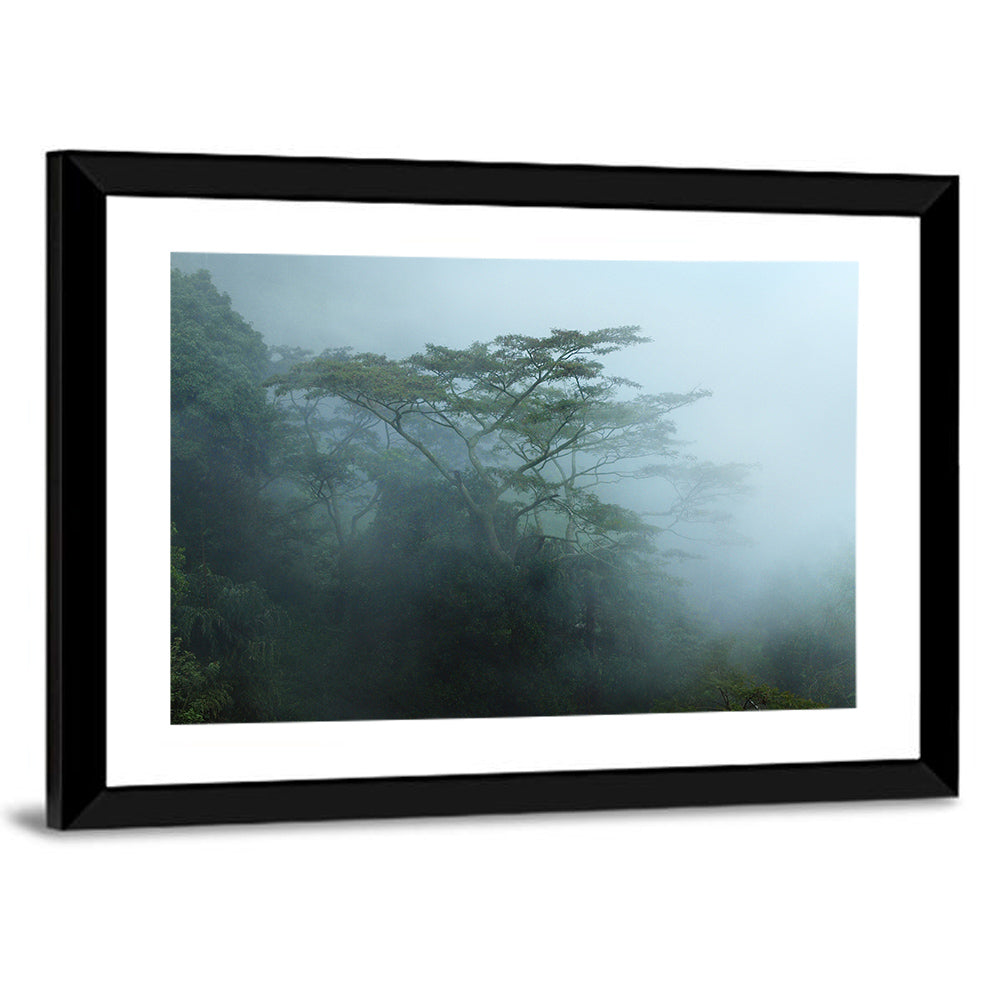Misty Rainforest Canopy Wall Art