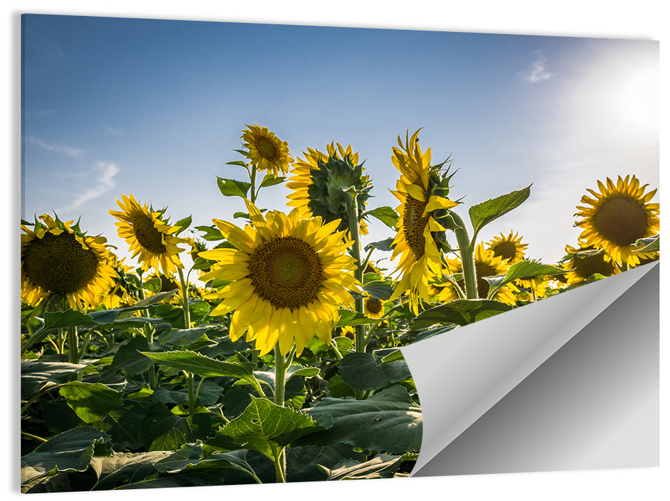 Backlit Sunflower Field Wall Art