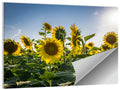 Backlit Sunflower Field Wall Art